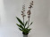 Colmanara Bonfire (2 Rispen)