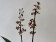 Colmanara Bonfire (2 Rispen)