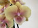 Phalaenopsis Charming Cream (2 Rispen)