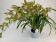 Cymbidium Tiger Tail