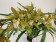 Cymbidium Tiger Tail