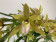 Cymbidium Tiger Tail