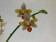 Phalaenopsis Minimark 'Peloric' (1 Rispe)