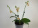 Phalaenopsis Minimark 'Peloric' (1 Rispe)