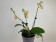 Phalaenopsis Minimark 'Peloric' (1-2 Rispen)