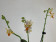Phalaenopsis Minimark 'Peloric'