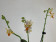 Phalaenopsis Minimark 'Peloric' (1 Rispe)
