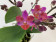 Doritaenopsis Table Mystery 'Peloric' (4+ Rispen)