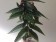 Begonia corallina 'Tamaya' 