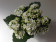 Kalanchoe blossfeldiana 'Calandiva White'