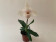 Paphiopedilum In-Charm Handel