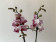 Phalaenopsis Crazy Daisy 'Peloric' (2 Rispen)