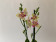 Phalaenopsis Spunky 'Peloric' (2 Rispen)