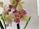 Phalaenopsis Spunky 'Peloric' (2 Rispen)