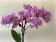 Phalaenopsis Toshi 'Peloric' (2 Rispen)