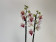 Phalaenopsis Safe Haven 'Peloric' (2 Rispen)