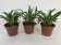 Masdevallia herradurae - 3er Sparset