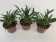 Masdevallia herradurae - 3er Sparset