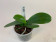 Phalaenopsis bastianii (Jgpfl.)