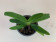 Paphiopedilum primulinum (Jgpfl.) -Sparset