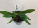 Paphiopedilum spicerianum (Jgpfl.)