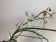 Holcoglossum Incantatio (in Knospe/Blüte)