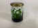 Leptotes bicolor (im sterilen Glas)