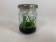 Leptotes bicolor x L. jongheana (im sterilen Glas)