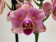 Phalaenopsis Pirate Picotee 'Peloric' (2 Rispen)