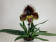 Paphiopedilum (Keyeshil x Incredible) (1 Blütenstiel)
