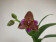 Phalaenopsis Joy Fairy Tale (1 Rispe)