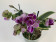 Doritaenopsis Sogo Vivien marginata-Peloric' (1-2 Rispen)