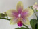 Phalaenopsis Biondoro