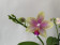 Phalaenopsis Biondoro