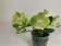 Doritaenopsis Table Lemon (2-3 Rispen)