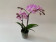 Phalaenopsis Sogo Sakura (2 Rispen)
