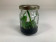 Phalaenopsis micholitzii (im sterilen Glas)