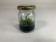 Dendrobium convolutum (im sterilen Glas)