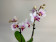 Doritaenopsis Alice (2 Rispen)