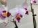 Doritaenopsis Alice (2 Rispen)