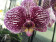 Phalaenopsis Anastasia