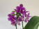 Phalaenopsis Love Potion (2 Rispen)