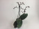 Phalaenopsis Philadelphia (2-3 Rispen)