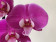 Phalanopsis Blueberry Cream (2 Rispen)