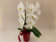 Muttertags-Sortiment (3 Phalaenopsis mit je 2 Rispen inkl. Übertopf)