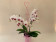 Muttertags-Sortiment (3 Phalaenopsis mit je 2 Rispen inkl. Übertopf)
