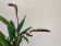 Bulbophyllum falcatum (4-5 Rispen)