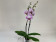 Phalaenopsis Fireworks (2 Rispen)