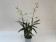 Epidendrum floribundum (1 Stiel)