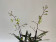 Epidendrum floribundum (1 Stiel)